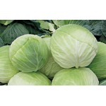 Дижон F1 10000 семян белокочанной капусты, Libra Seeds, Нидерланды